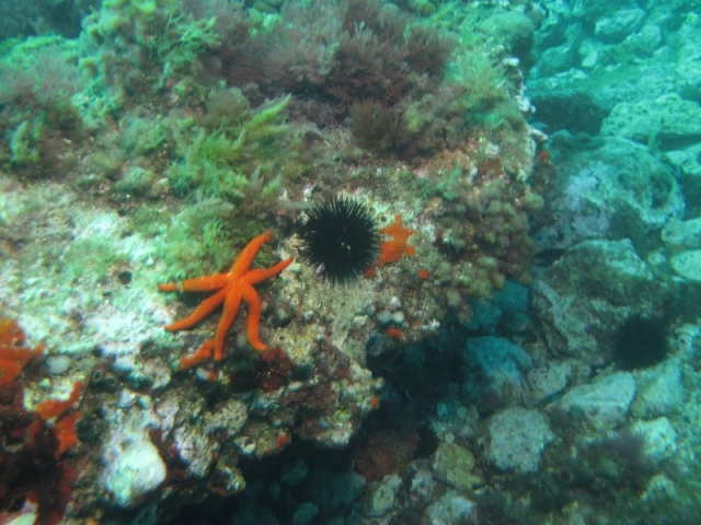  Descubrimientos únicos bajo el agua 